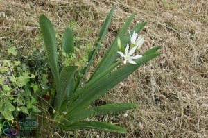 Pancratium illyricum (3).jpg_product